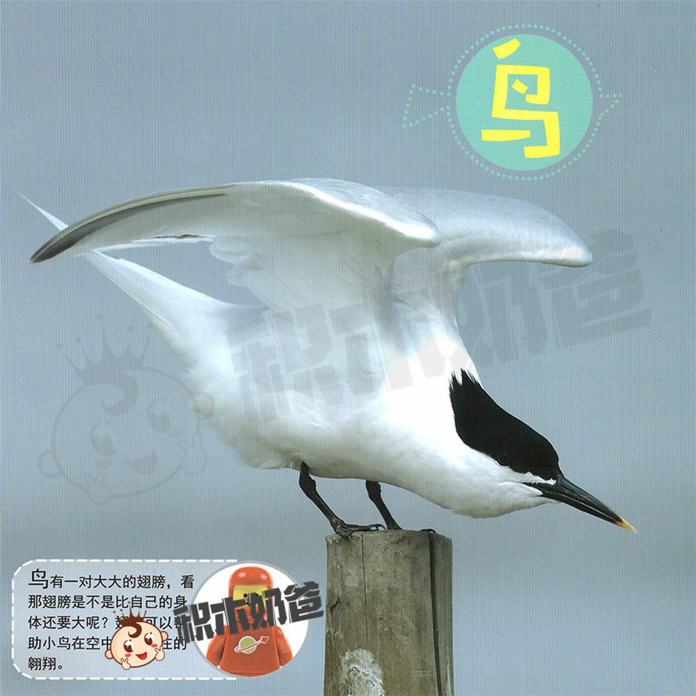 动物世界-小鸟