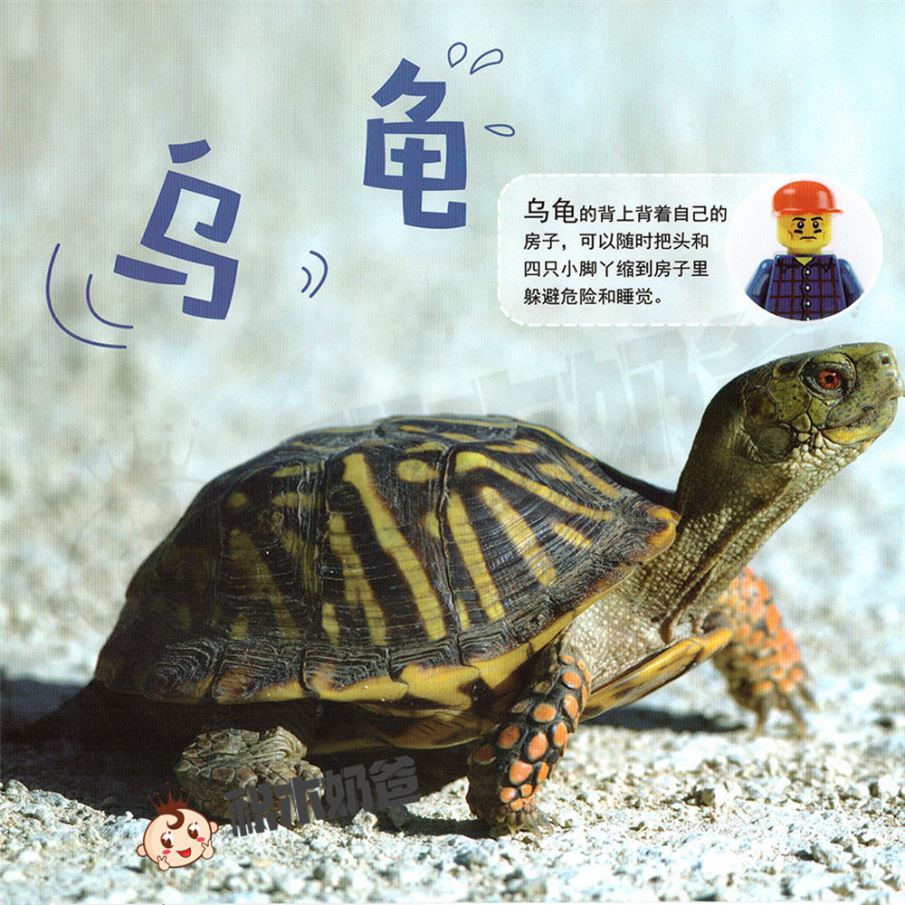 动物世界-乌龟