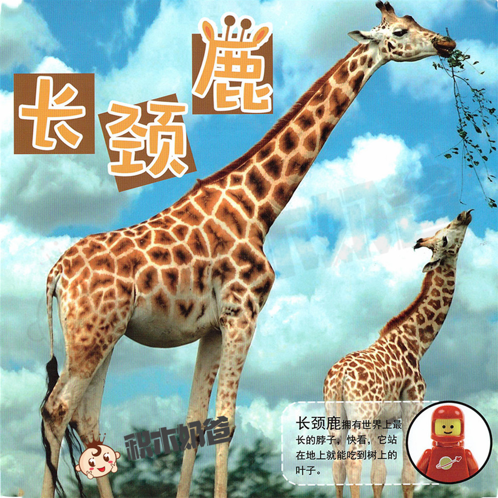 动物世界-长颈鹿