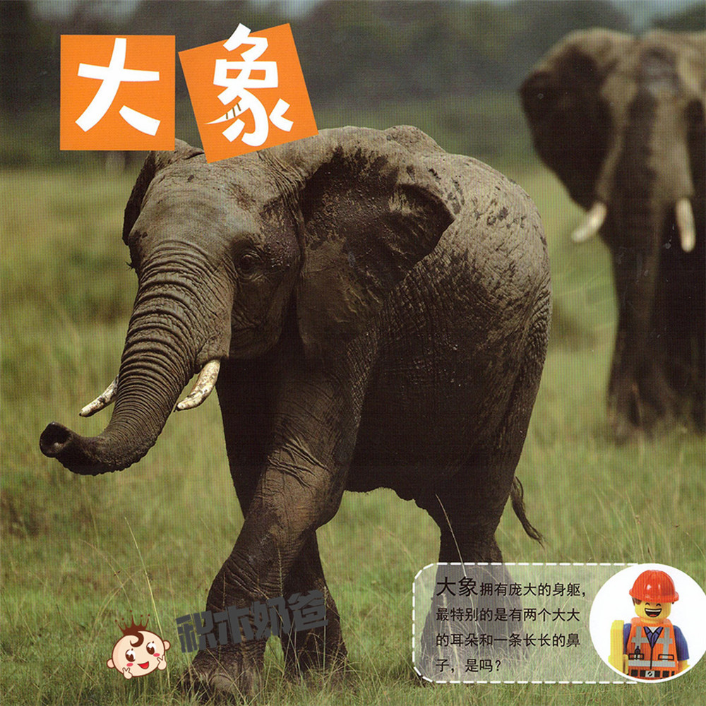 动物世界-大象