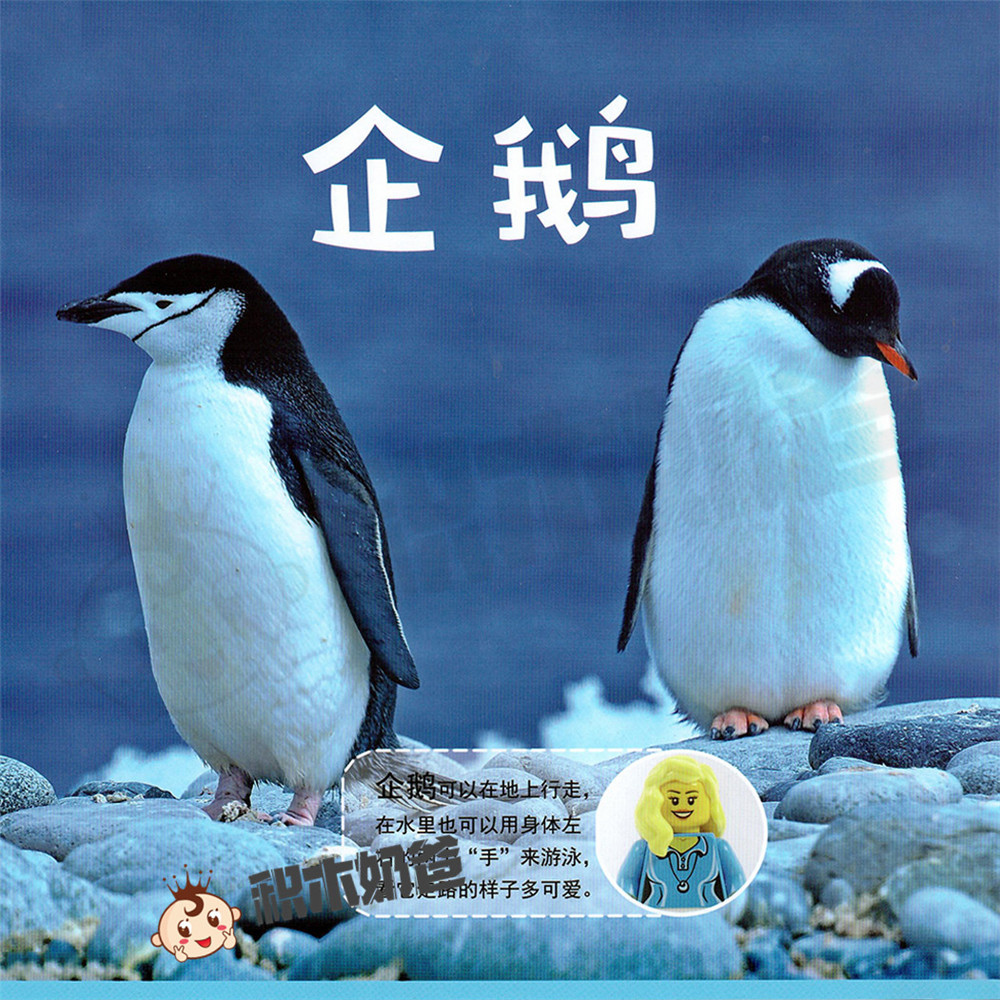 动物世界-企鹅